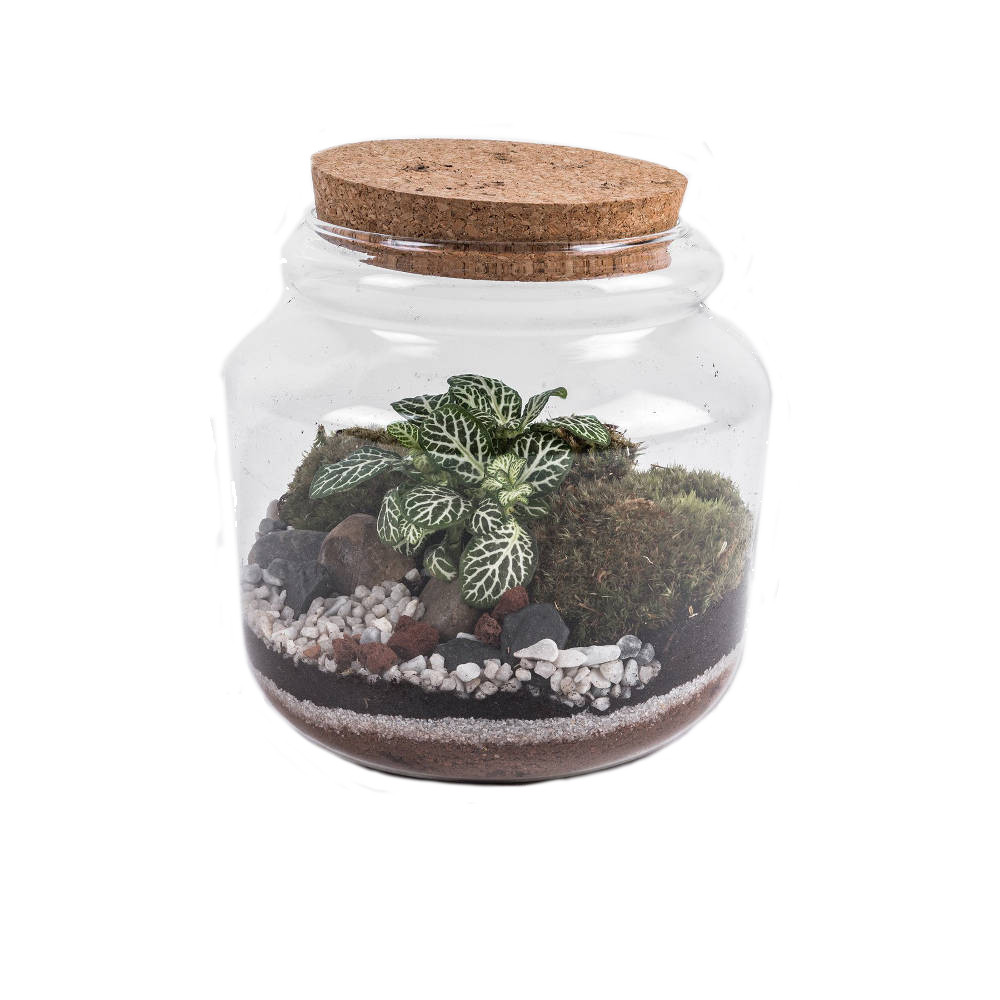 Bioactive Ant Biotope