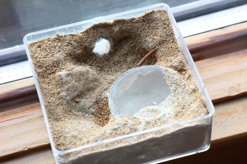 Gypsum Tower Nest